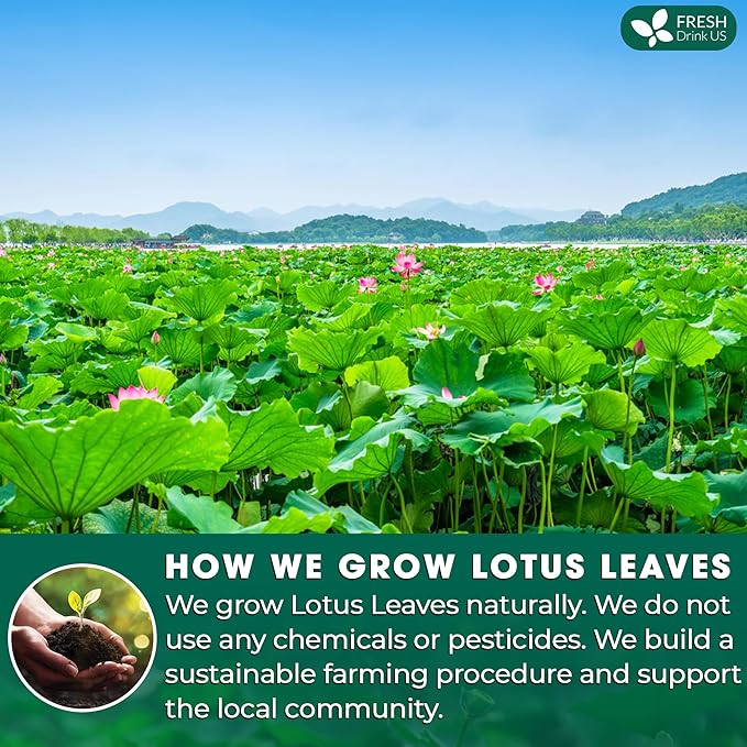 FreshDrinkUS, Premium 75 Lotus Leaf Tea Bags, 100% Natural & Pure from Lotus Leaves. Loose Leaf Lotus Herbal Tea. Made with Eco-Conscious Tea Bags. No Sugar, No Caffeine, No Gluten, Vegan.